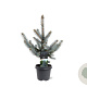 Picea pungens 'Hoopsii' 40-50 cm 5,0L
