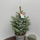 Picea pungens 'Super Blue' 80-100 cm met kluit extra