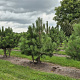 Pinus nigra nigra 175-200 cm draadkluit meerstammig