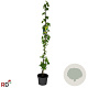 Laburnum wat. 'Vossii' 125-150 cm 5,0L met stok