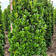 Prunus l. Bonaparte 200-225 cm draadkluit extra