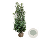 Prunus l. 'Caucasica' 200-225 cm met kluit extra