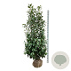 Prunus l. 'Caucasica' 200-225 cm met kluit extra