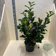 Prunus l. Etna 60-80 cm 10L