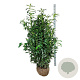 Prunus l. Genolia 150-175 cm met kluit extra