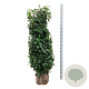 Prunus l. Genolia 175-200 cm met kluit extra