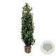 Prunus l. Genolia 200-225 cm met kluit extra