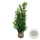 Prunus l. 'Novita' 175-200 cm met kluit extra