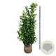 Prunus l. 'Novita' 175-200 cm met kluit extra