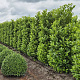 Prunus I. 'Rotundifolia' 225 cm draadkluit extra