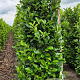 Prunus I. 'Rotundifolia' 225 cm draadkluit extra