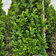 Prunus I. 'Rotundifolia' 225 cm draadkluit extra