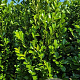 Prunus I. 'Rotundifolia' 225 cm draadkluit extra