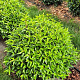 Prunus lusitanica 'Angustifolia' 80 cm draadkluit bol