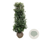 Prunus lusitanica 'Angustifolia' 150-175 cm met kluit extra