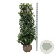 Prunus lusitanica 'Angustifolia' 150-175 cm met kluit extra