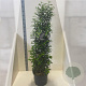 Prunus lusitanica 'Angustifolia' 175-200 cm 20L