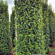 Prunus lusitanica 'Angustifolia' 275-300 cm draadkluit