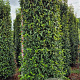 Prunus lusitanica 'Angustifolia' 275-300 cm draadkluit