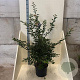 Prunus 'The Bride' 125-150 cm 20L meerstammig