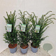 Taxus baccata 70-80 cm 4,0L