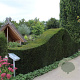 Taxus baccata 100-125 cm 7,5L