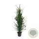 Taxus baccata 100-125 cm 7,5L