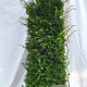 Taxus baccata 175-200 cm draadkluit extra