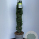Taxus b. 'Fastigiata Robusta' 160-180 cm met kluit extra