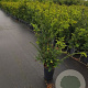 Taxus b. 'Höpken's Gigant' 60-70 cm draadkluit bol extra