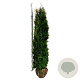 Thuja occ. 'Pyramidalis Compacta' 180-200 cm met kluit extra