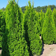 Thuja occ. 'Smaragd' 225-250 cm draadkluit extra