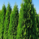 Thuja occ. 'Smaragd' 225-250 cm draadkluit extra