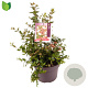 Abelia grandiflora 40-45 cm 5,0L