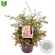 Abelia grandiflora 40-50 cm 7,5L