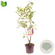 Amelanchier lamarckii 125-150 cm 10L
