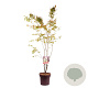 Amelanchier lamarckii 150-175 cm 13L