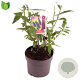 Buddleja d. 'Black Knight' 25-30 cm 3,0L