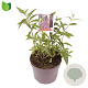 Buddleja d. 'Ile de France' 25-30 cm 3,0L