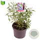 Buddleja d. 'Nanho Blue' 25-30 cm 3,0L