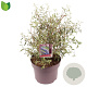 Buddleja d. 'Nanho Blue' 50-60 cm 5,0L