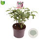 Buddleja d. 'Pink Delight' 25-30 cm 3,0L