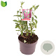 Buddleja d. 'Royal Red' 25-30 cm 3,0L