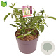 Buddleja d. 'White Profusion' 25-30 cm 3,0L