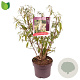 Buddleja d. 'White Profusion' 60-80 cm 5,0L