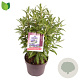 Caryopteris cland. Grand Bleu 40-50 cm 5,0L