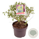 Caryopteris cland. 'Heavenly Blue' 30-40 cm 5,0L