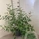 Caryopteris cland. 'Heavenly Blue' 30-40 cm 5,0L