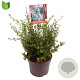 Ceanothus impressus 'Victoria' 40-45 cm 7,5L