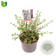 Ceanothus thyrsiflorus repens 15-20 cm 2,0L